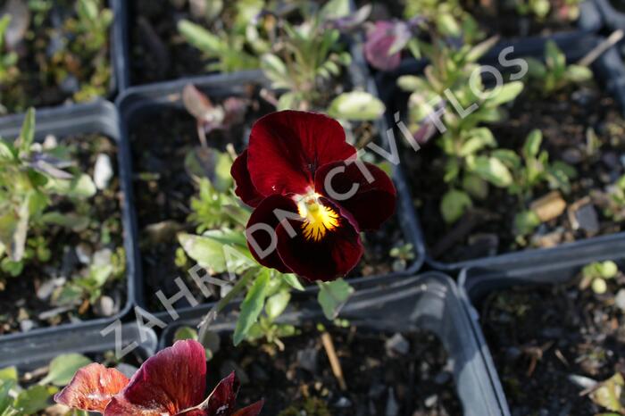 Violka růžkatá 'Rubin' - Viola cornuta 'Rubin'