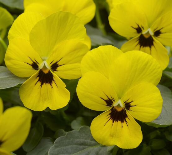 Violka růžkatá 'Baby Franjo' - Viola cornuta 'Baby Franjo'