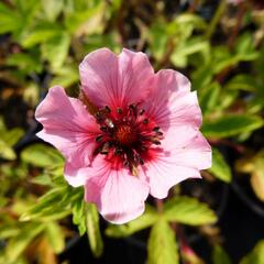 Mochna nepálská 'Helen Jane' - Potentilla nepalensis 'Helen Jane'