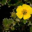 Mochna severní - Potentilla hyparctica