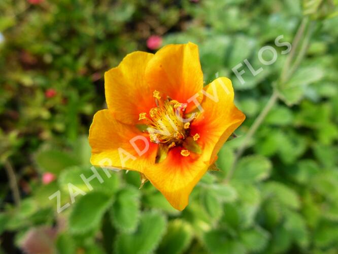 Mochna - Potentilla argyrophylla