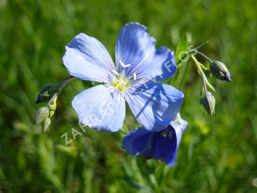 Len vytrvalý 'Nanum Blau Saphyr' - Linum perenne 'Nanum Blau Saphyr'