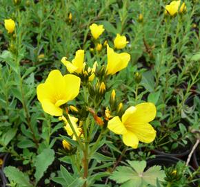 Len žlutý 'Compactum' - Linum flavum 'Compactum'