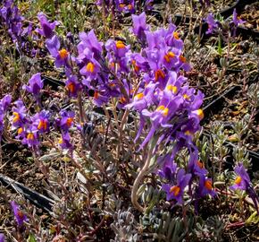 Lnice alpská - Linaria alpina