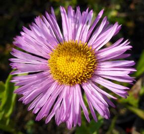 Turan nádherný 'Rosa Juwel' - Erigeron speciosus 'Rosa Juwel'