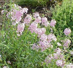 Sivutka velkokvětá - Aethionema grandiflora