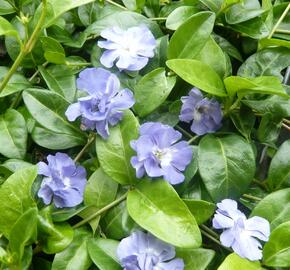 Barvínek menší 'Panta' - Vinca minor 'Panta'