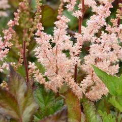 Čechrava 'Spotlight' - Astilbe 'Spotlight'