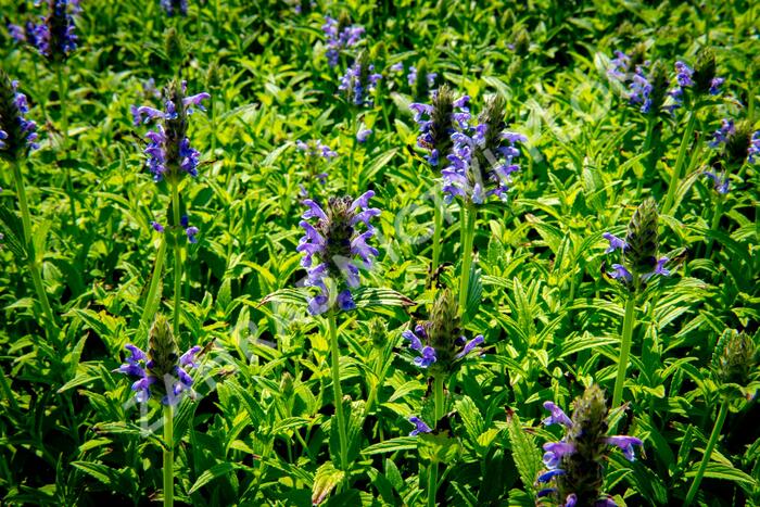 Šanta 'Blue Carpet' - Nepeta nervosa 'Blue Carpet'