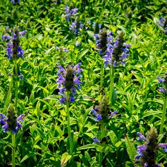 Šanta 'Blue Carpet' - Nepeta nervosa 'Blue Carpet'