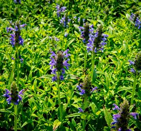 Šanta 'Blue Carpet' - Nepeta nervosa 'Blue Carpet'