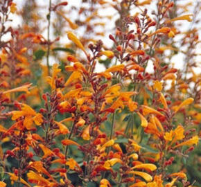 Agastache 'Agadir Orange' - Agastache aurantiaca 'Agadir Orange'