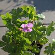 Kakost 'Karmina' - Geranium x cantabrigiense 'Karmina'