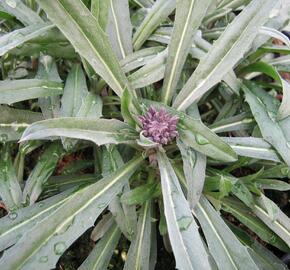 Trýzel 'Bowles Mauve' - Erysimum linifolium 'Bowles Mauve'