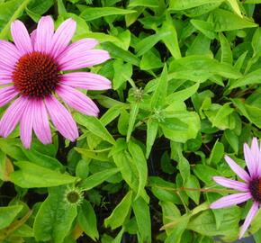 Třapatkovka nachová 'Prairie Splendor Deep Rose' - Echinacea purpurea 'Prairie Splendor Deep Rose'