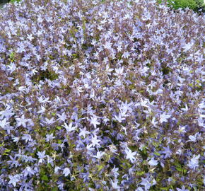 Zvonek Poscharkův - Campanula poscharskyana