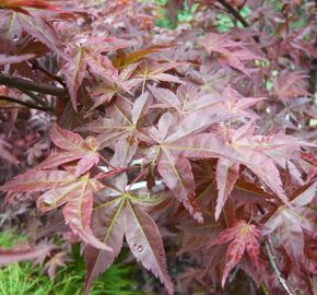 Javor dlanitolistý 'Deshojo' - Acer palmatum 'Deshojo'