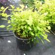 Tavolník japonský 'Goldmound' - Spiraea japonica 'Goldmound'