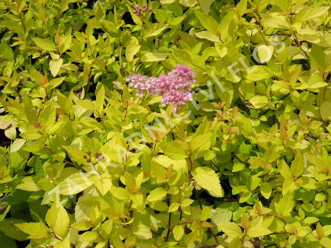 Tavolník japonský 'Goldmound' - Spiraea japonica 'Goldmound'