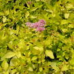 Tavolník japonský 'Goldmound' - Spiraea japonica 'Goldmound'