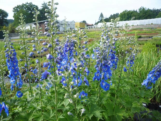 Ostrožka 'Jupiter Blue' - Delphinium x cultorum 'Jupiter Blue'