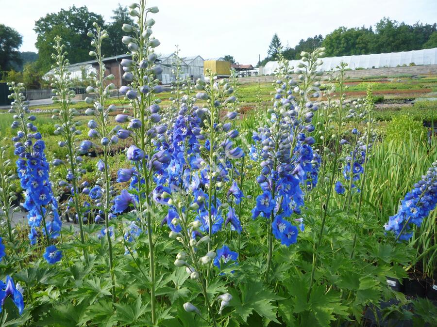 Ostrožka 'Jupiter Blue' - Delphinium x cultorum 'Jupiter Blue'