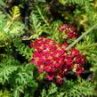 Řebříček obecný 'Paprika' - Achillea millefolium 'Paprika'