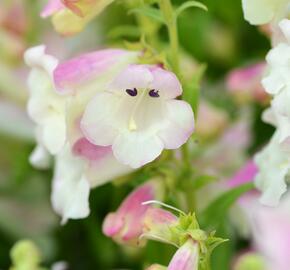 Dračík 'Arabesque Appleblossom' - Penstemon hartwegii 'Arabesque Appleblossom'