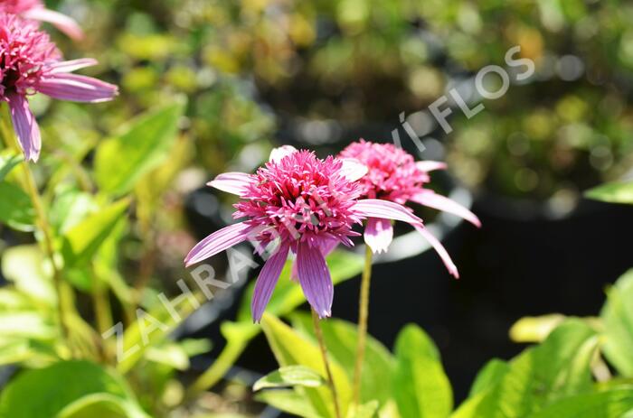 Třapatkovka nachová 'Pink Double Delight' - Echinacea purpurea 'Pink Double Delight'