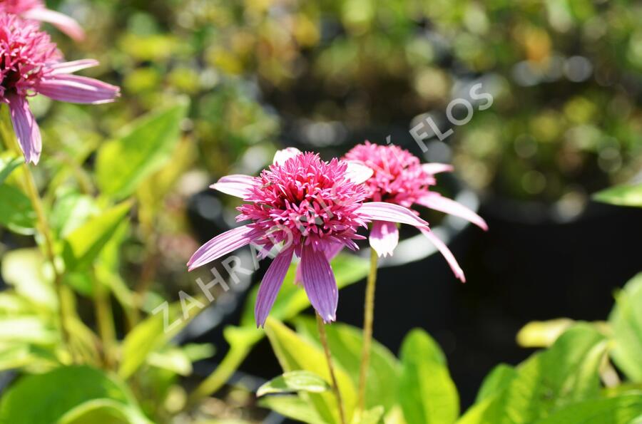 Třapatkovka nachová 'Pink Double Delight' - Echinacea purpurea 'Pink Double Delight'