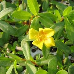 Šrucha 'Yellow' - Portulaca umbraticola Imagine 'Yellow'