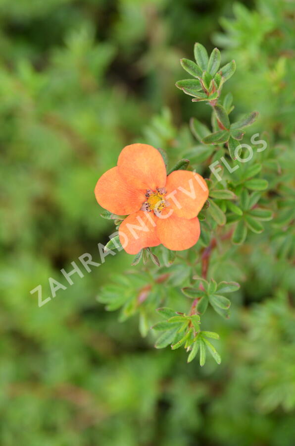 Mochna křovitá 'Hopley's Orange' - Potentilla fruticosa 'Hopley's Orange'