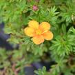 Mochna křovitá 'Hopley's Orange' - Potentilla fruticosa 'Hopley's Orange'