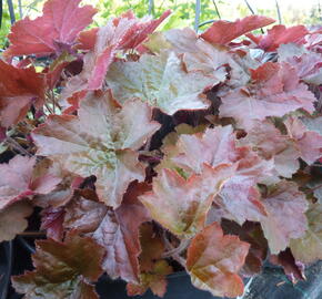 Dlužicha americká 'Palace Purple' - Heuchera americana 'Palace Purple'