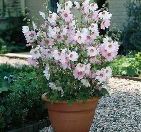 Slézovec 'Barnsley Baby' - Lavatera 'Barnsley Baby'