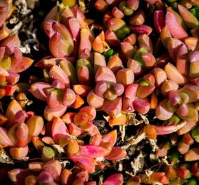 Kosmatec 'Graaf Reinet' - Delosperma 'Graaf Reinet'