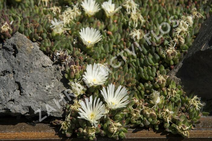 Kosmatec 'Alba' - Delosperma congestum 'Alba'