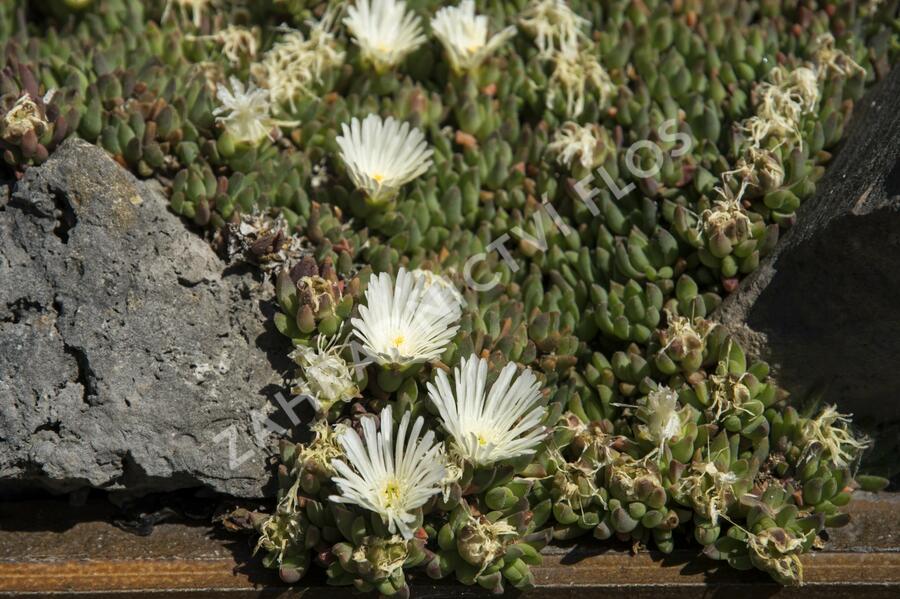 Kosmatec 'Alba' - Delosperma congestum 'Alba'