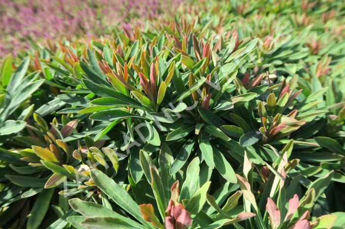 Pryšec mandloňovitý 'Tiny Tim' - Euphorbia amygdaloides 'Tiny Tim'