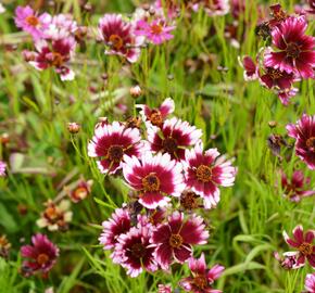 Krásnoočko přeslenité 'Fruit Punch' - Coreopsis verticillata 'Fruit Punch'