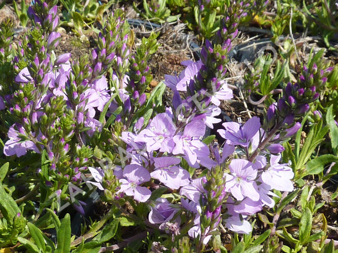 Rozrazil rozprostřený 'Missis Holt' - Veronica prostrata 'Missis Holt'