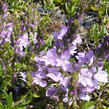 Rozrazil rozprostřený 'Missis Holt' - Veronica prostrata 'Missis Holt'