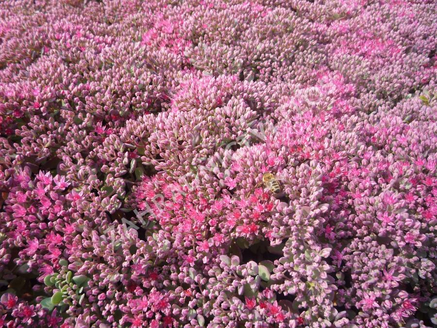 Rozchodník 'Lidakense' - Sedum cauticola 'Lidakense'