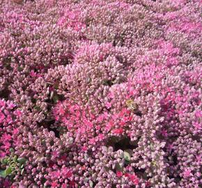 Rozchodník větvený 'Lidakense' - Sedum cauticola 'Lidakense'