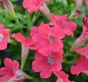 Petúnie 'Tiny Tunia Red' - Petunia hybrida 'Tiny Tunia Red'