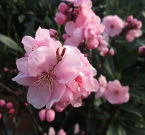 Slivoň 'Spring Glow' - Prunus x persicoides 'Spring Glow'