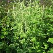 Máta huňatá 'Variegata' - Mentha rotundifolia 'Variegata'