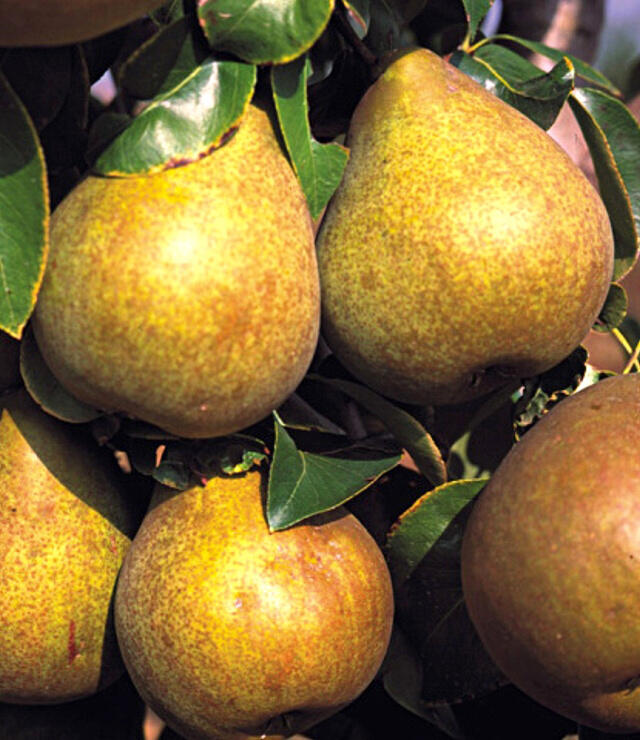 Hrušeň podzimní 'Hardyho máslovka' - Pyrus communis 'Hardyho máslovka'