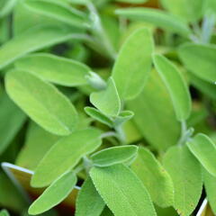 Šalvěj lékařská 'Salina' - Salvia officinalis 'Salina'