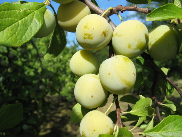 Renklóda - středně raná 'Zelená renklóda' - Prunus domestica 'Zelená renklóda'